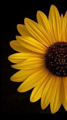 a large yellow sunflower with dark background