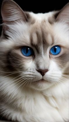 a close up of a cat with blue eyes