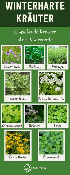 an image of different types of plants