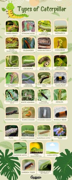 the types of caterpillars and their names