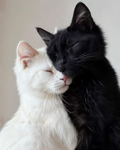 two black and white cats are cuddling together