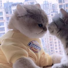 two cats sitting next to each other on a window sill looking at each other