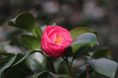 a single pink flower with green leaves around it