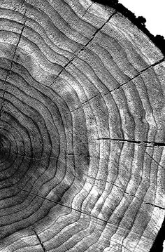 the wood is cut in half and ready to be used for decoration or as a background