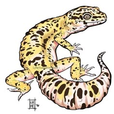 a drawing of a yellow and black spotted gecko sitting on its hind legs with one foot in the air