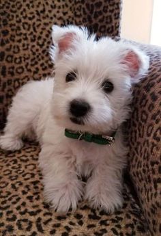 a small white dog sitting on top of a leopard print chair