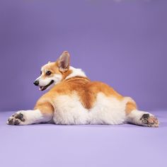 a brown and white dog laying on top of a purple floor