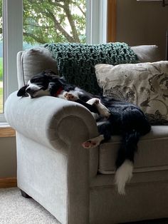 two dogs laying on the back of a couch in front of a window with trees outside