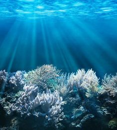 an underwater view of corals and seaweed in the ocean