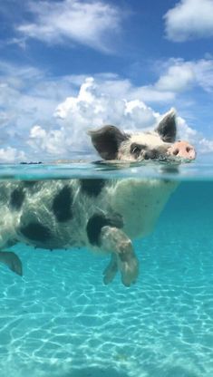 a pig swimming in the ocean under water