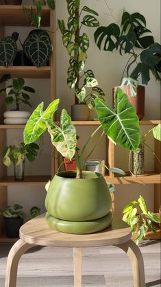 a green potted plant sitting on top of a wooden table