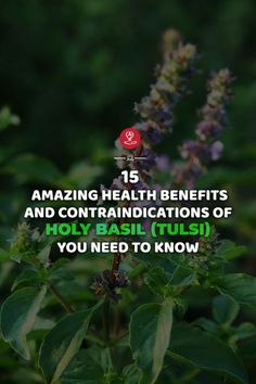 Holy Basil Essential Oil, Benefits Of Basil, Tulasi Plant, Basil Health Benefits, Basil Herb