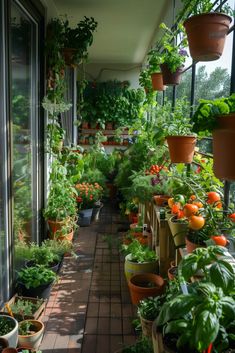 many potted plants are growing on the windowsills in this house's greenhouse