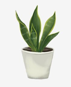 a potted plant with green leaves is shown on a white background, it appears to be in the shape of a houseplant