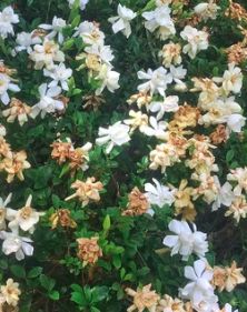 some white and yellow flowers are in the grass