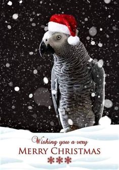 a parrot wearing a santa hat on top of it's head in the snow