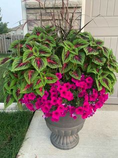 a large potted plant with purple flowers on the side of a house's front porch