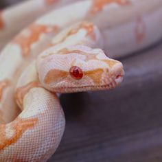 an orange and white snake with red eyes sitting on top of a wooden table next to another animal