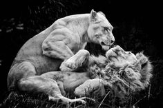 two lions playing with each other in black and white photo taken by wildlife photographer mark taylor