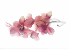 some pink flowers are on a white surface