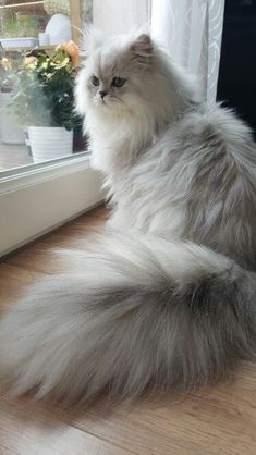 a fluffy cat sitting on the floor next to a window