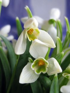 some white flowers are in a blue vase