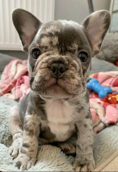 a small gray and white dog sitting on top of a bed