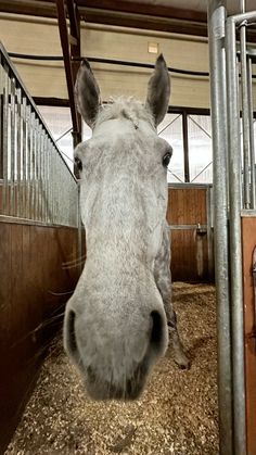 a white horse sticking its head over the fence to look at the camera while standing in an enclosed area