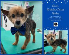 a small dog with a blue bow tie on it's collar and neck standing on a table