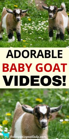 two goats standing in the grass with text overlay that reads adorable baby goat videos