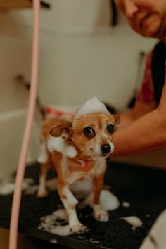 a small brown and white dog standing on top of a table next to a bath tub