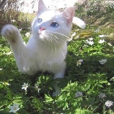 a white cat with blue eyes standing on its hind legs in the grass and flowers