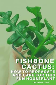 a person holding a plant with the caption, fishbone cactus how to propagate and care for this fun houseplant