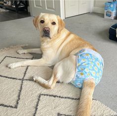 a dog laying on the floor wearing a diaper