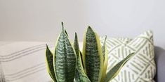 a potted plant sitting on top of a wooden table next to a white pillow