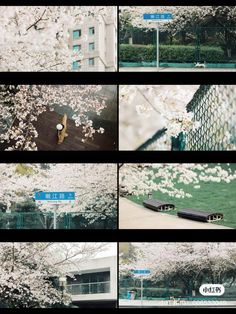 multiple shots of trees and buildings in the city with white flowers on them, including one tree