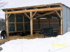 cows are eating hay in the snow under a covered shed with two men standing next to it