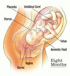 What is the stages of embryo ( fetus ) development ? Cryptic Pregnancy Belly, Cryptic Pregnancy, Pregnancy Period, Gestational Age, Pregnancy Hormones, Polycystic Ovarian Syndrome