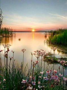 the sun is setting over some water with flowers in the foreground and reeds in the foreground