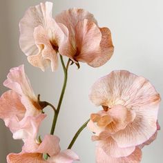 pink flowers are in a glass vase on a table