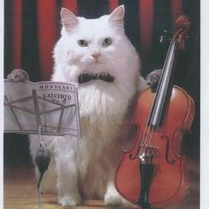 a white cat standing next to a violin