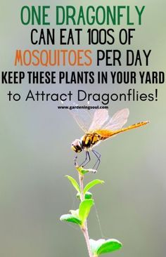 a dragonfly sitting on top of a plant with the words, one dragonfly can eat toos of mosquitoes per day keep these plants in your yard to attract