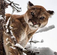 a mountain lion standing on top of a snow covered tree