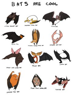 an image of bat's are cool poster with different types of bats on it