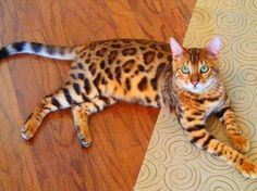 a cat laying on top of a wooden floor