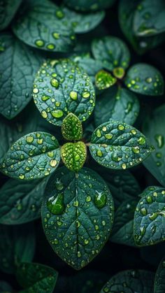 green leaves with water drops on them