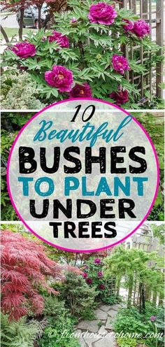 different types of bushes and trees with text overlay that reads 10 beautiful bushes to plant under trees