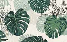 a green and white tropical plant wallpaper with large, leafy leaves on it