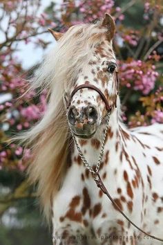 a white and brown spotted horse standing next to a tree with pink flowers in the background