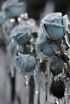 some ice - covered roses are sitting in the middle of an icy fence line with water droplets on them